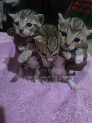 Male American Shorthair Mixed Breed Kitten (1-3 Months)