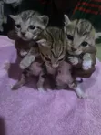 Male American Shorthair Mixed Breed Kitten (1-3 Months) - 2