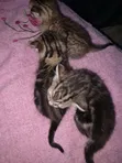 Male American Shorthair Mixed Breed Kitten (1-3 Months) - 3