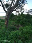 Distress Sale: 1.5 Hectares Land in Lugbe - 2