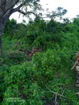 Distress Sale: 1.5 Hectares Land in Lugbe - 4