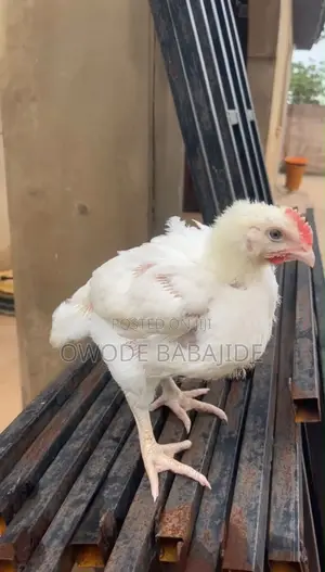 4 Weeks Old Boilers Chickens