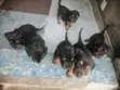 Zuriar Rottweiler Masu Tsarki - Watan 1-3 - 1