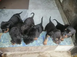 Zuriar Rottweiler Masu Tsarki - Watan 1-3