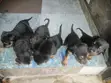 Zuriar Rottweiler Masu Tsarki - Watan 1-3 - 2