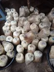 Oyster Mushroom Ready-to-Fruit Bags - 1