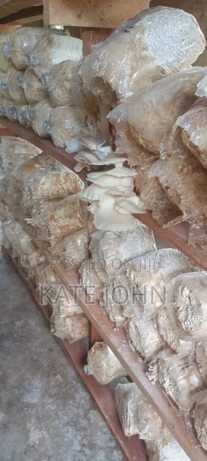 Oyster Mushroom Ready-to-Fruit Bags