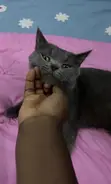 Kare Namiji na Bature Mai Siffa, Shekara 1+ - 2