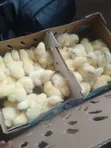 CHI Ranar Rana Broilers Akwai - Ibadan - 2