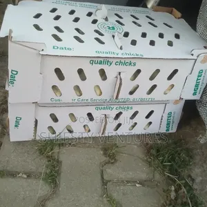 CHI Day Old Broilers Available - Ibadan