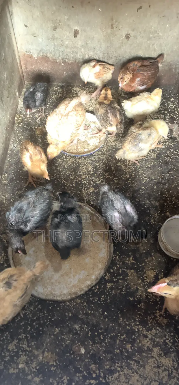 4 Weeks Old Noiler Chicks - 1