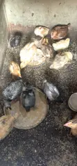 4 Weeks Old Noiler Chicks - 1