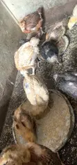 4 Weeks Old Noiler Chicks - 2
