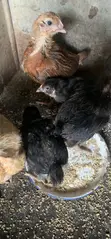 4 Weeks Old Noiler Chicks - 3