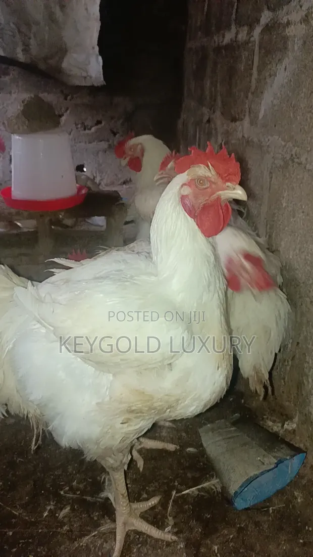 Matured Live Chicken - 4 Months Old - 1