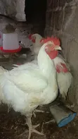 Matured Live Chicken - 4 Months Old - 1