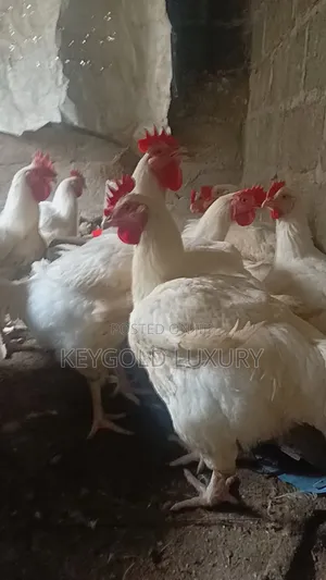 Matured Live Chicken - 4 Months Old