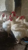 Matured Live Chicken - 4 Months Old - 2
