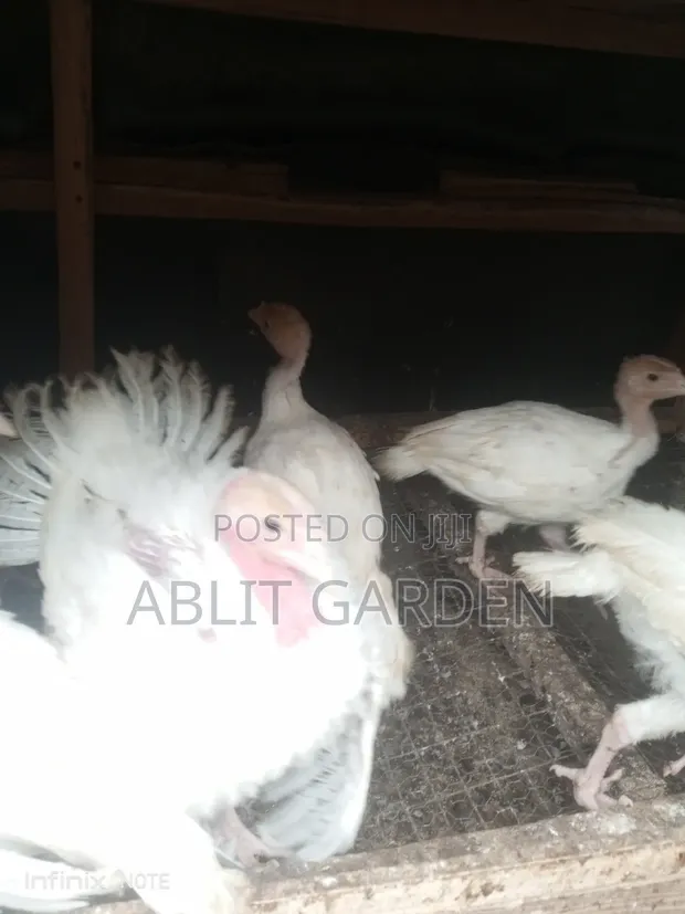 Foreign and Hybrid Turkeys Available - 1