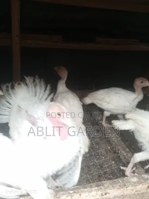 Foreign and Hybrid Turkeys Available