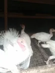 Foreign and Hybrid Turkeys Available - 1
