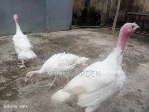 Akuyoyi na Kasashen Waje da na Hybrid Akwai