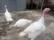 Foreign and Hybrid Turkeys Available - 2