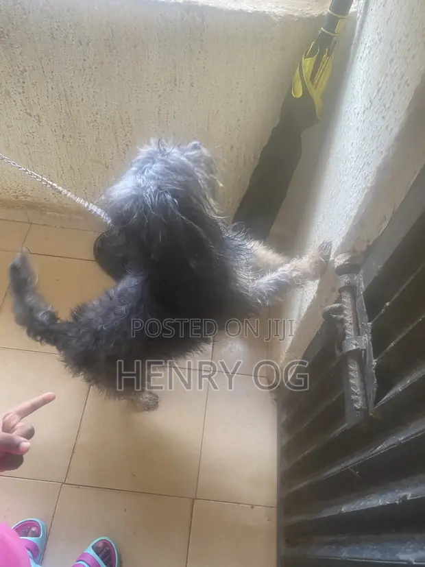 Purebred Lhasa Apso Female, 6-12 Months - 1