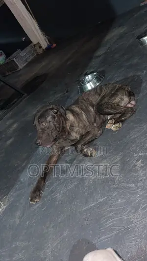 Purebred Boerboel Male Puppy, 6-12 Months