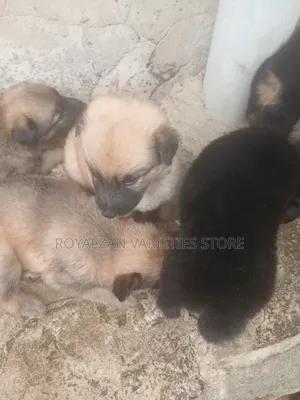 Female Purebred German Shepherd Puppy (1-3 Months)