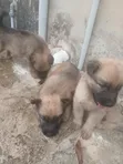 Yar German Shepherd Mai Tsarki (Wata 1-3) - 2