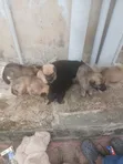 Yar German Shepherd Mai Tsarki (Wata 1-3) - 3