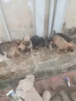 Yar German Shepherd Mai Tsarki (Wata 1-3) - 4