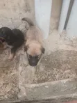 Yar German Shepherd Mai Tsarki (Wata 1-3) - 5