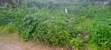 Residential Land for Sale, Idanre Road, Akure - 2