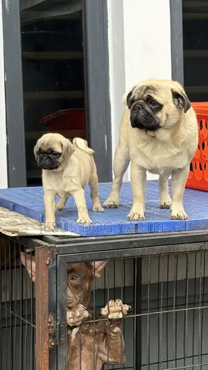 Purebred Pug Puppy - 1-3 Months Old, Female