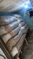 Dried Cassava Peels for Animal Feed - 2
