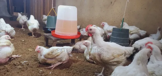 Broilers for Sale - 1