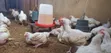 Broilers for Sale - 1