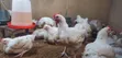 Broilers for Sale - 2