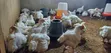 Broilers for Sale - 3