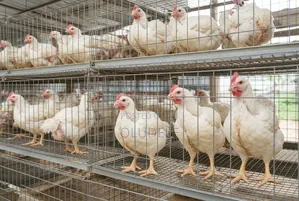 Mature Live Broilers for Sale - 2.5kg Average