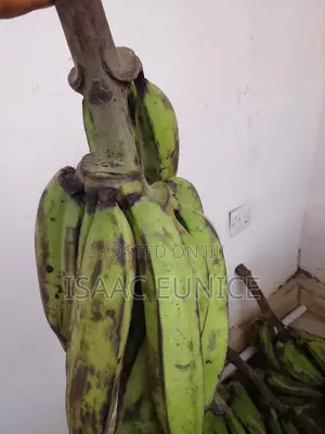 Fresh Plantains - Affordable Price