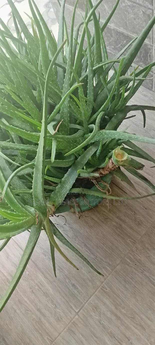 Organic Aloe Vera Plant - 1