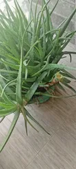 Organic Aloe Vera Plant - 1