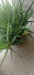 Organic Aloe Vera Plant - 2