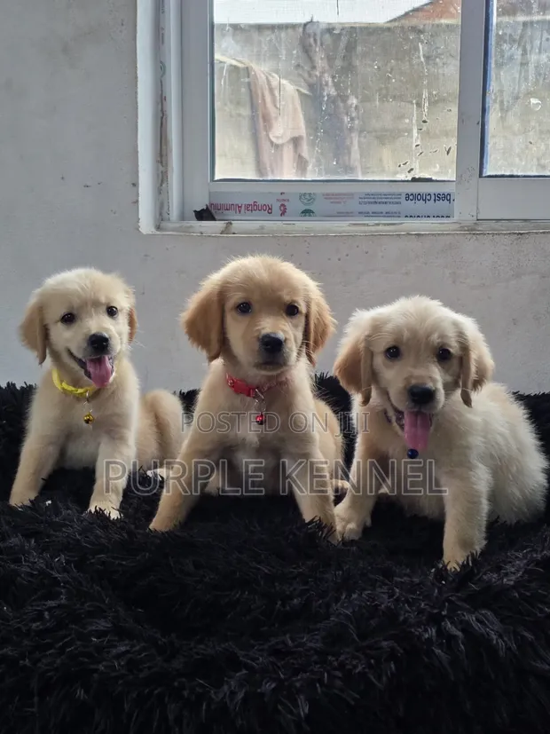 Female Golden Retriever Puppy, 1-3 Months Old - 1