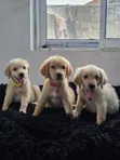 Female Golden Retriever Puppy, 1-3 Months Old - 1