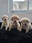 Female Golden Retriever Puppy, 1-3 Months Old - 2