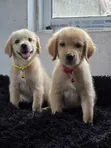 Female Golden Retriever Puppy, 1-3 Months Old - 3